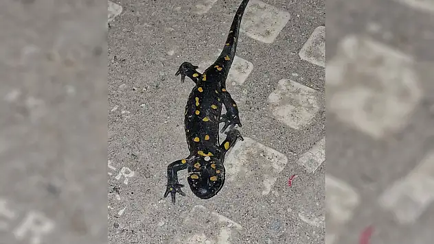 Doğanın Renkli Yüzü Malatya'da Ortaya Çıktı .