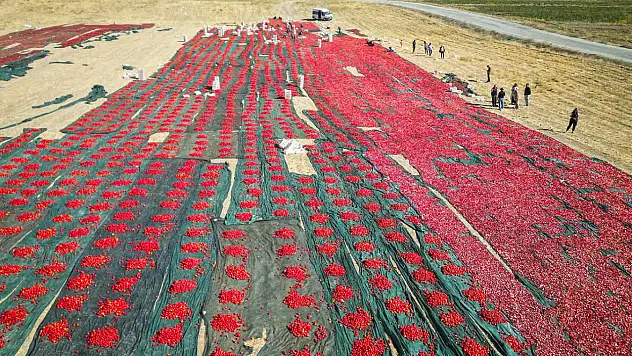 Kayısıyı Don Alınca Çiftçi Domatese Sarıldı