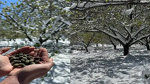 Don Zararı Ödemeleri Önümüzdeki Hafta Başlıyor