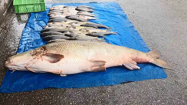 Elazığ'da 52 kilogram ağırlığında turna yakalandı