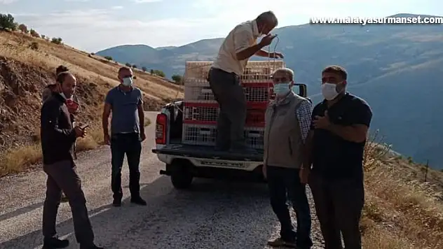 Elazığ'da 850 keklik doğaya salındı