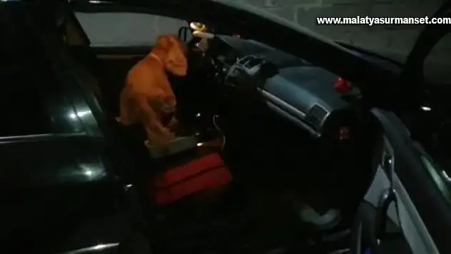 Elazığ'da dedektör köpeği 'Alex' uyuşturucu tacirlerine geçit vermedi: 5 gözaltı