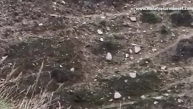 Elazığ'da domuz ve yavruları görüntülendi
