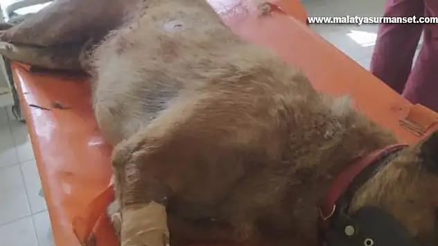 Elazığ'da vahşet, köpeği 7 yerinden bıçaklayıp öldürdüler
