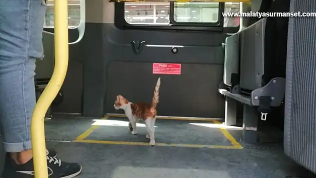 Elazığ'da yolcu gibi minibüse binen kedi, çarşı merkezine kadar yolculuk yaptı