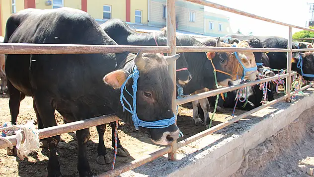 Et Fiyatları Düştü Kurbanlık Piyasası Durdu!