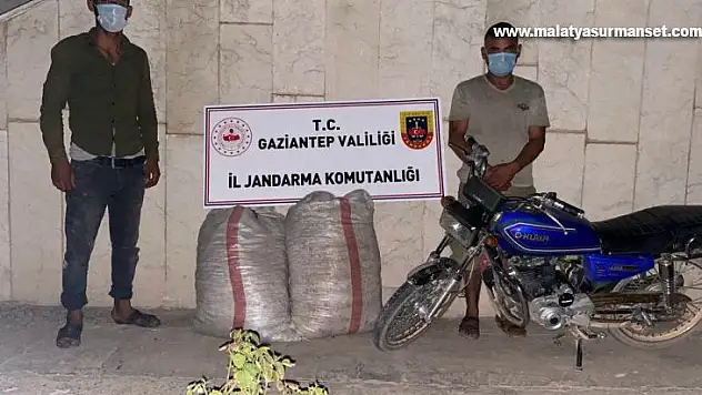 Fıstık hırsızları jandarmaya yakalandı
