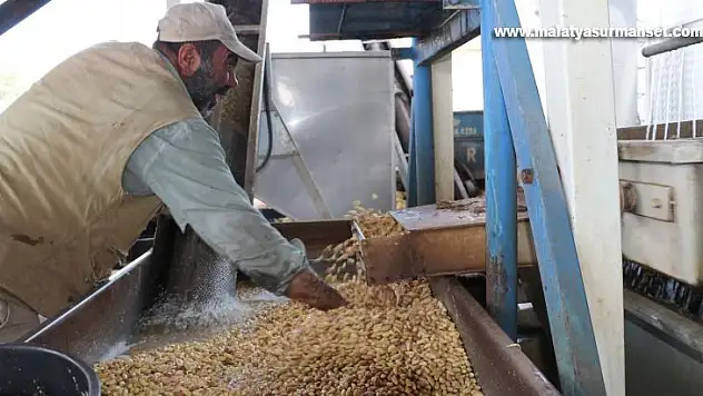 Fıstıkta 'Kavlatma' mesaisi başladı