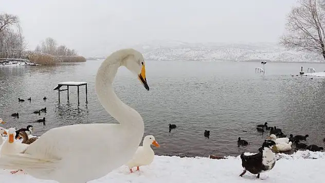 Göldeki hayvanlara yiyecek bırakıldı