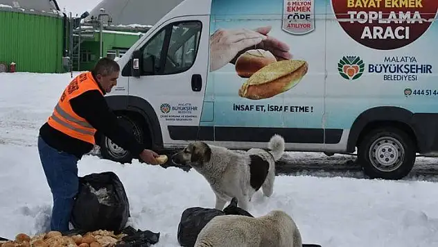 Hayvanlar için doğaya yiyecek bırakıldı