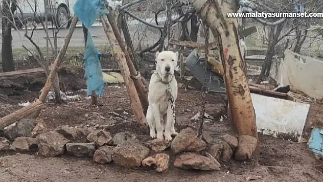 Kahramanmaraş'ta pitbull köpeğin sahibine para cezası