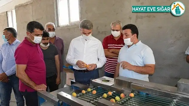 Kayısı boylama makinesi beğenildi