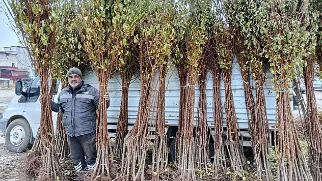 Kayısı fidanı satıcıları: Talep artarak büyüyor