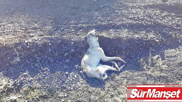 Kırsala bırakılan köpekler açlıktan öldü