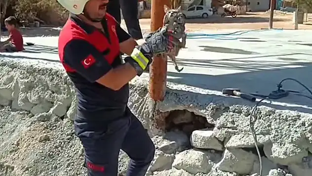 Küçük Bir Miyav Büyük Bir Kurtuluşun Habercisi Oldu
