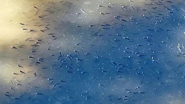 Kuraklık balıkları vurdu