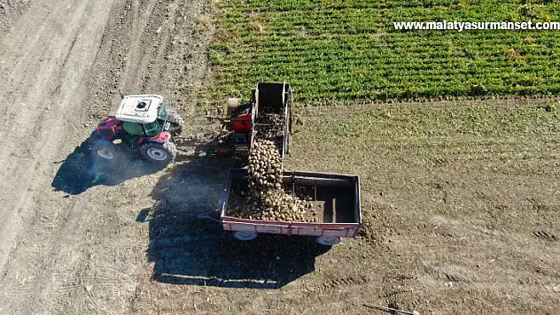 Kuraklık nedeni ile baraj gölünde sular çekildi, çiftçiler bölgeye şeker pancarı ekti