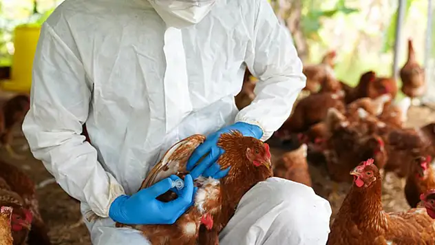 Kuş Gribi Alarmı İhracat Devleri Endişeli