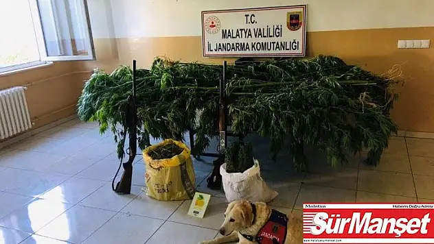 Malatya'da 2 bin 20 kök kenevir ele geçirildi
