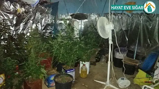 Malatya'da 2 bin 200 kök kenevir ele geçirildi