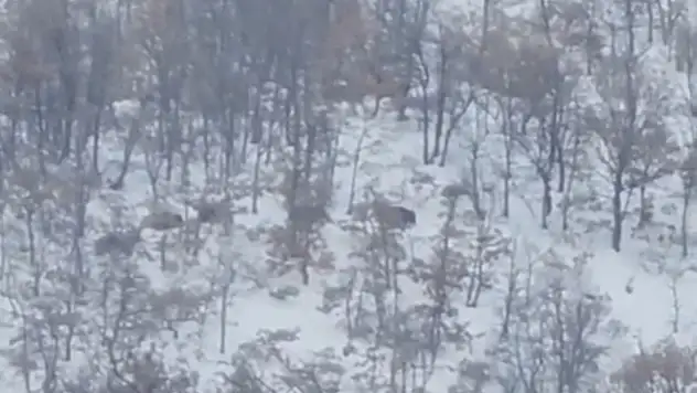 Malatya'da aç kalan domuz ve kurtlar, yerleşim yerlerine indi