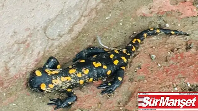 Malatya'da Benekli Anadolu Semenderi görüldü