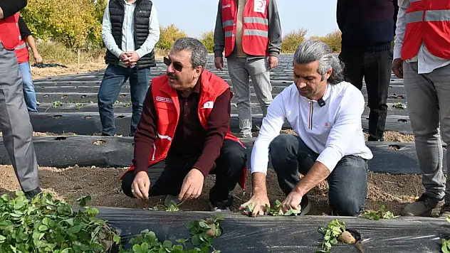 Malatya'da çilek yetiştiriciliğinde hibe destekli proje başladı