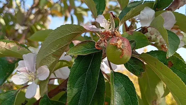 Malatya'da elma ağacı çiçek açıp meyve verdi