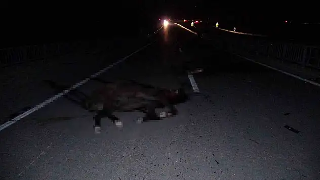 Milyonluk taylar karayolunda telef oldu