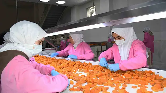 Malatya'da kuru kayısıda 11 ayda 275 milyon dolar gelir elde edildi