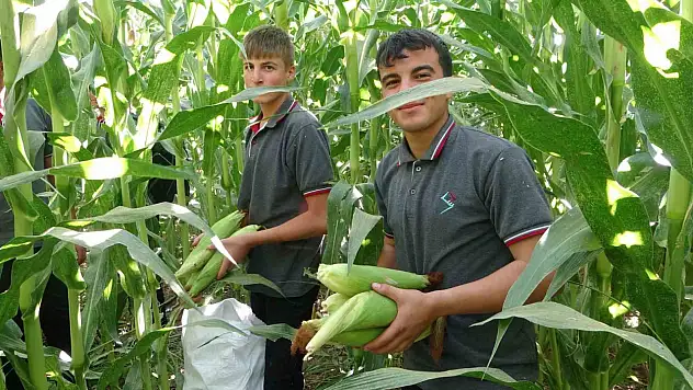 Malatya'da Tarım Lisesi Öğrencileri silajlık mısır hasadına başladı