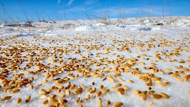 Malatya Darende'de yaban hayvanları için doğaya yem bırakıldı