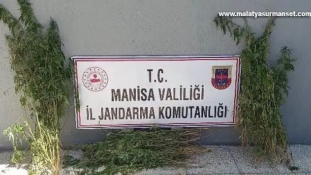 Manisa'da 79 kök kenevir ele geçirildi