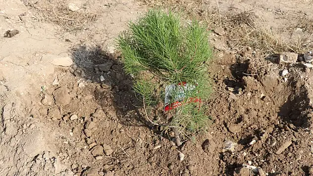 Orman Yangınlarından Sonra Ağaçlandırmada Acele Etmek Tehlikeli