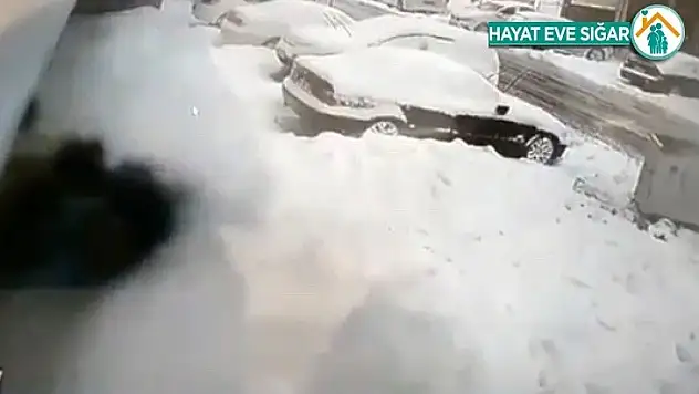 İstanbul'da pitbull dehşeti