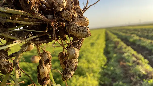 Pamuk Yerini Yer Fıstığına Bırakıyor