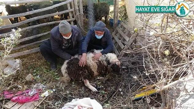 Pitbull cinsi köpekler ağılda adeta katliam yaptı: 6 koyun telef oldu