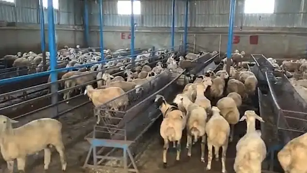 Sahte banka dekontlarıyla 14 milyon TL'lik vurgun