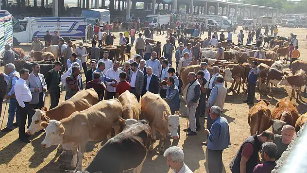 Şap Hastalığında Kritik Gelişme! 38 İl Pazarı Tekrar Aktif