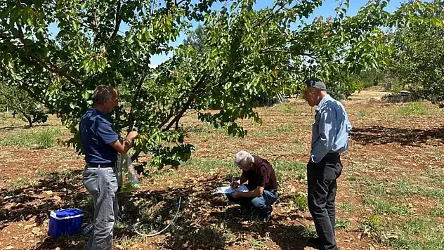 Şarka Hastalığı Malatya Kayısısına Tehdit Mi?