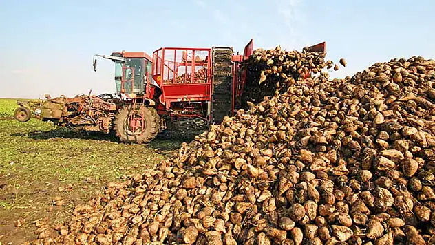 Şeker Pancarı Sözleşmesi Yapanlara Milyar Liralık Ödeme!