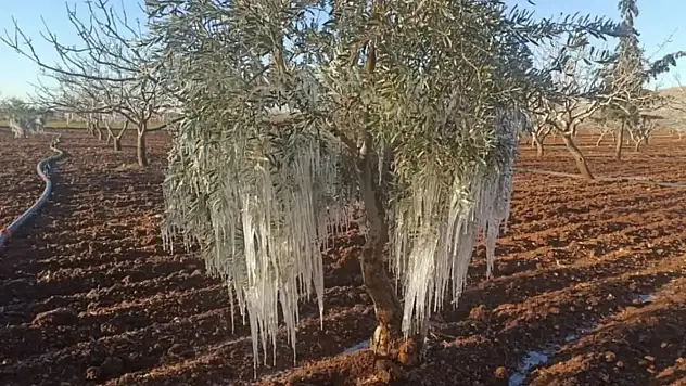 TARSİM 2026 Açıklandı: Hangi Ürünler Sigorta Kapsamında?