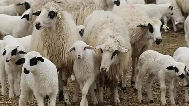 TİGEM 1200 Kuzuyu Satışa Çıkarıyor! İhale Tarihi Açıklandı