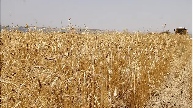 TİGEM 327 Ton Buğdayı Satışa Çıkardı: İhale Tarihi Belli Oldu