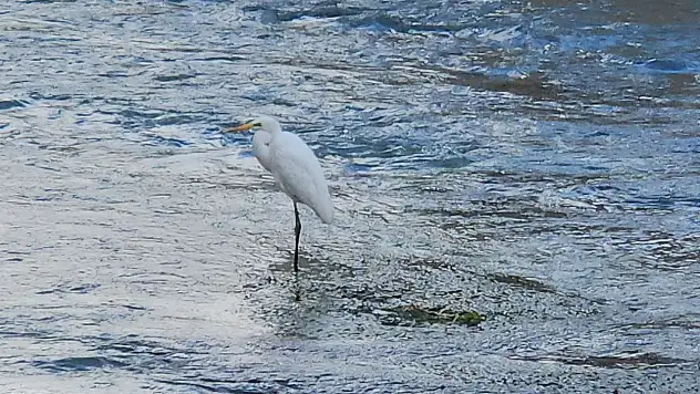 Tohma Çayı'nı mesken tutan balıkçıl kuşu ilgi görüyor