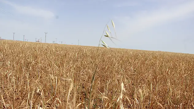 Kuraklık Döngüsü Çiftçiyi Bitiriyor!