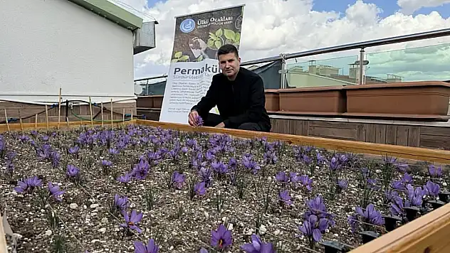 Ülkü Ocakları Genel Merkezi'nin Terasında Safran Hasadı!
