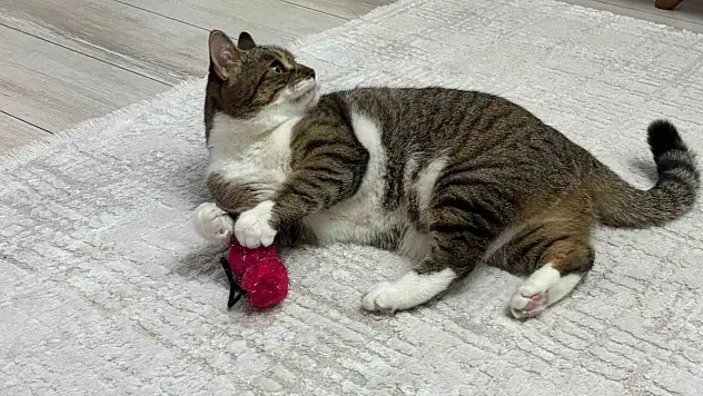 Uzmandan evcil hayvanlarda aşı uyarısı