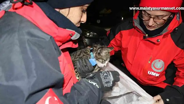 Yavru kedi saatler sonra enkaz altından canlı çıktı