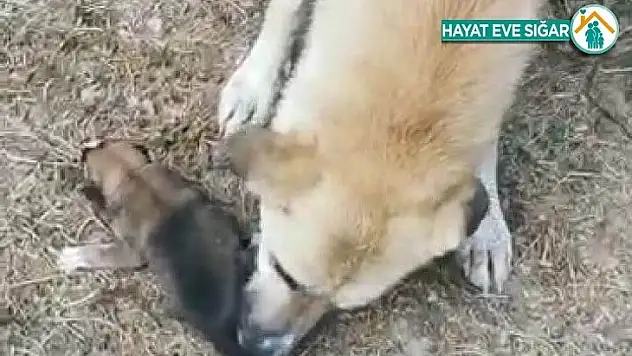 Yavruları kurtarılana kadar başlarında bekledi